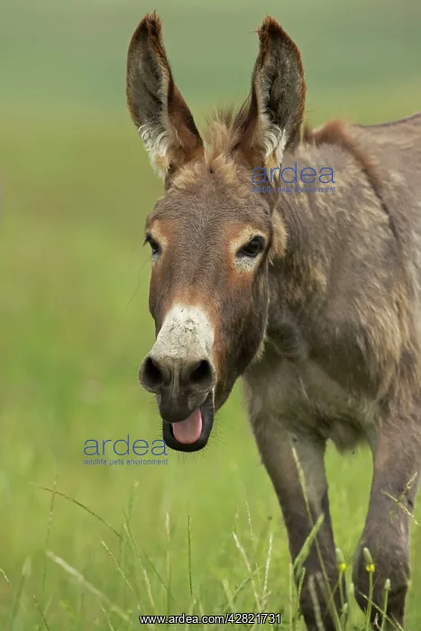 : Feral Burro / Donkey - with mouth open : Feral Burro / Donkey - with mouth open