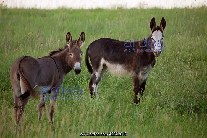 : Feral Burro / Donkeys : Feral Burro / Donkeys