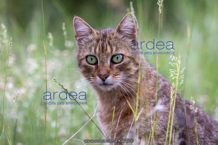 : FERAL CAT. France, Aude, Chat haret ou chat domestique féral : FERAL CAT. France, Aude, Chat haret ou chat domestique féral
