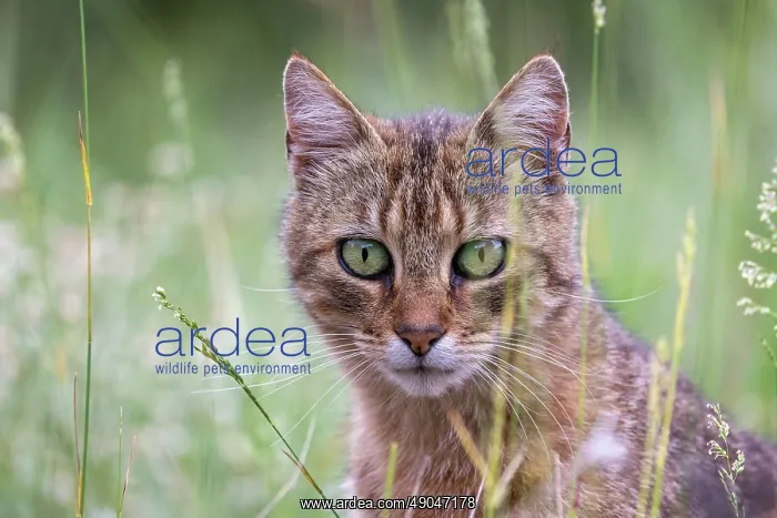 : FERAL CAT. France, Aude, Chat haret ou chat domestique féral : FERAL CAT. France, Aude, Chat haret ou chat domestique féral