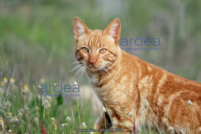 : Feral Cat - hunting : Feral Cat - hunting
