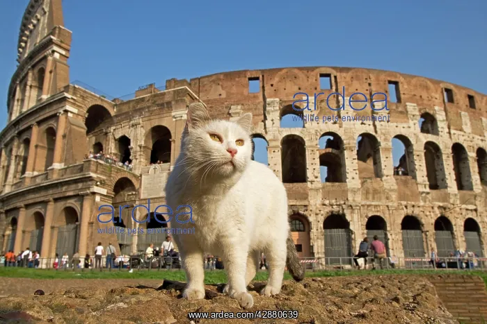  : Feral Cat - outside Coliseum, Rome, Italy