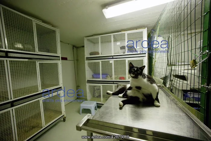 : Feral Cat - at rescue centre : Feral Cat - at rescue centre