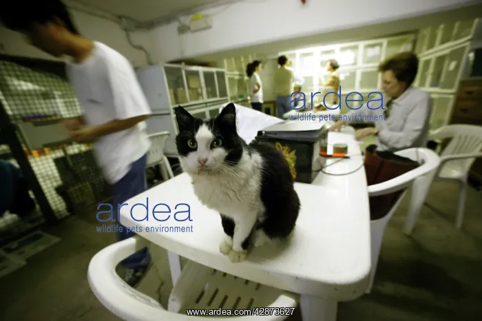 : Feral Cat - at rescue centre : Feral Cat - at rescue centre