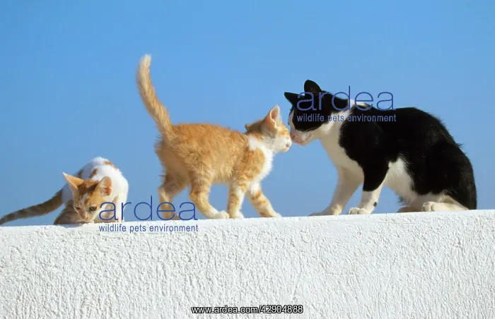 : Feral Cats - black & white with 2 ginger kittens on wall : Feral Cats - black & white with 2 ginger kittens on wall