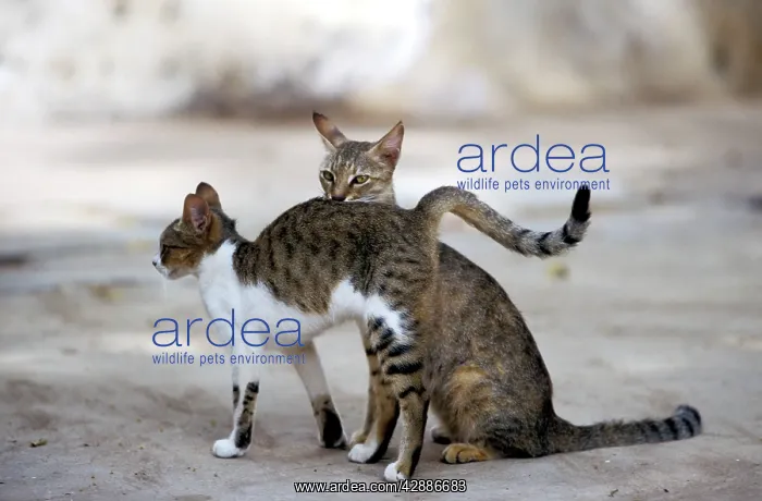 : Feral Cats - Two. One with arched back : Feral Cats - Two. One with arched back