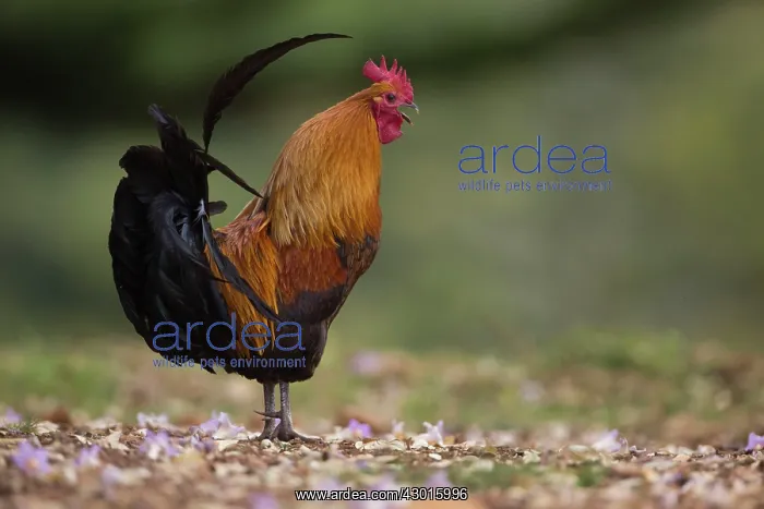 : Feral Fowl / Red Junglefowl : Feral Fowl / Red Junglefowl