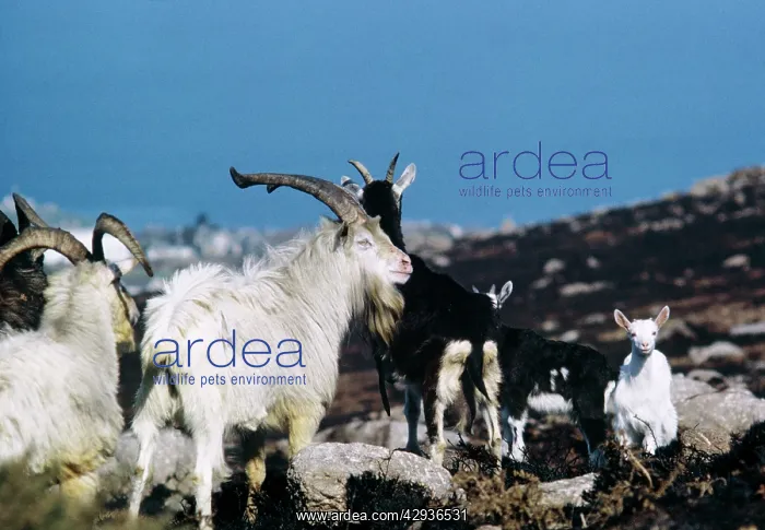 : Feral Goat : Feral Goat