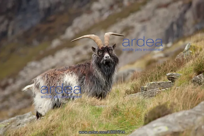 : Feral Goat : Feral Goat