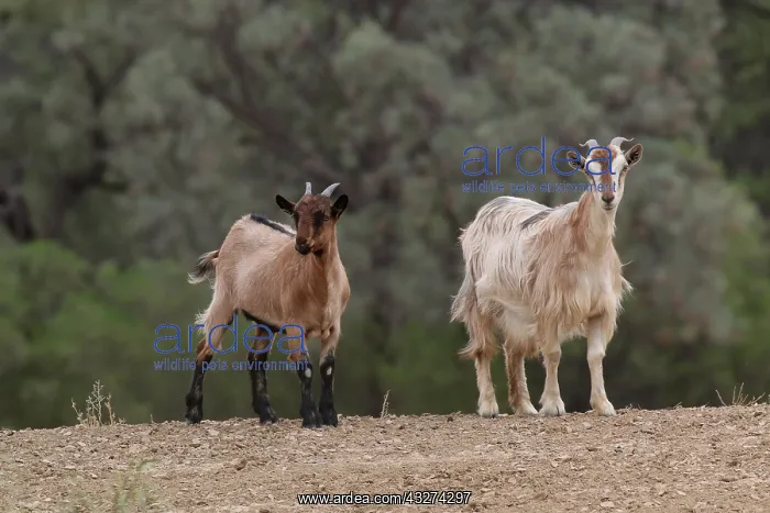  : Feral Goat A3916