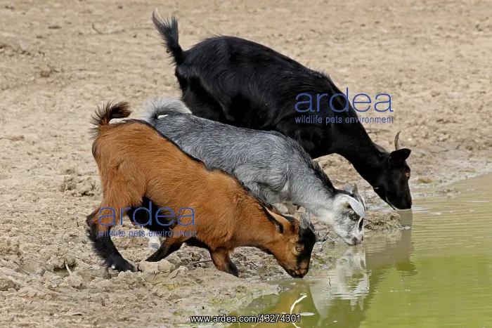 : Feral Goat A3952