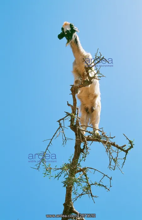 : Feral Goat - Feeding in tree : Feral Goat - Feeding in tree