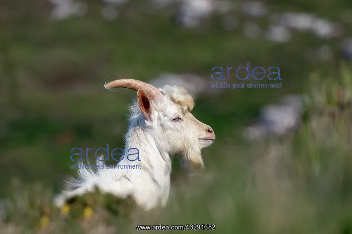: Feral Goat - Great Orme - Wales - UK : Feral Goat - Great Orme - Wales - UK