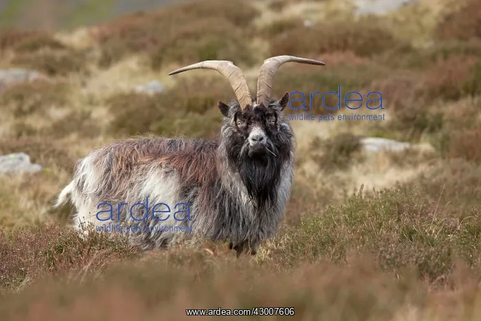 : Feral Goat roaming wild in the mountains of Snowdonia April : Feral Goat roaming wild in the mountains of Snowdonia April