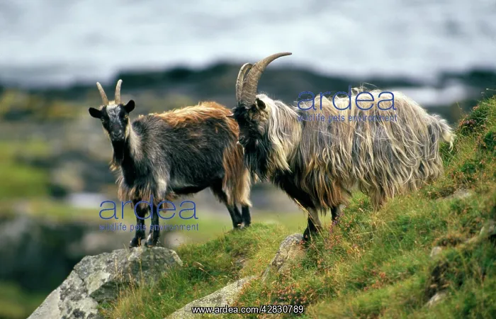 : Feral GOATS
