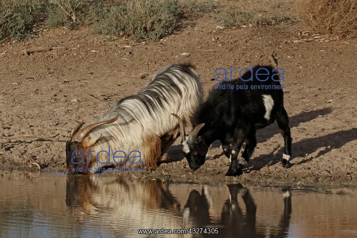  : Feral Goats A4201