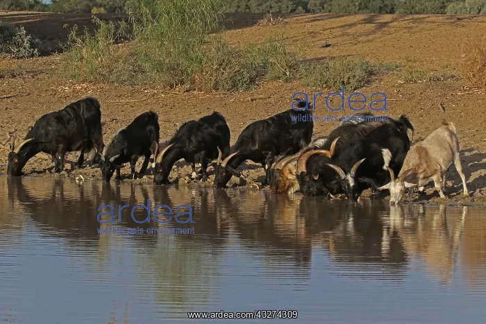 : Feral Goats A4205