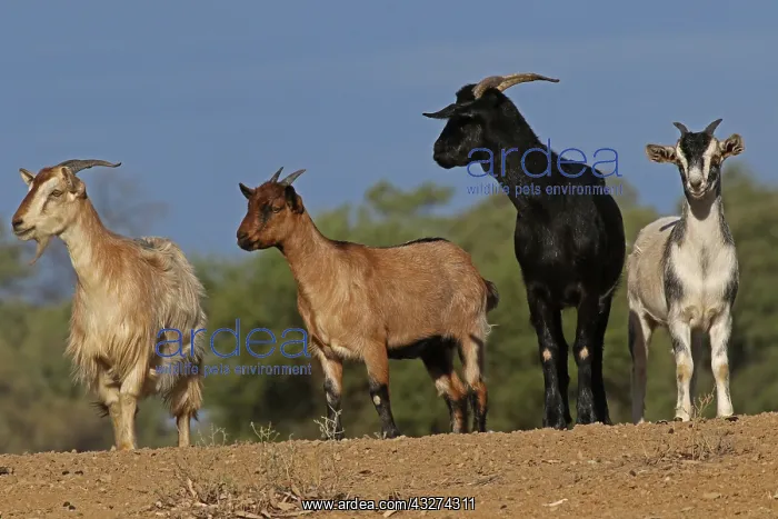  : Feral Goats A4237