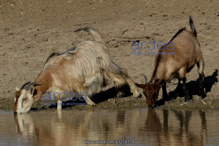  : Feral Goats A4242