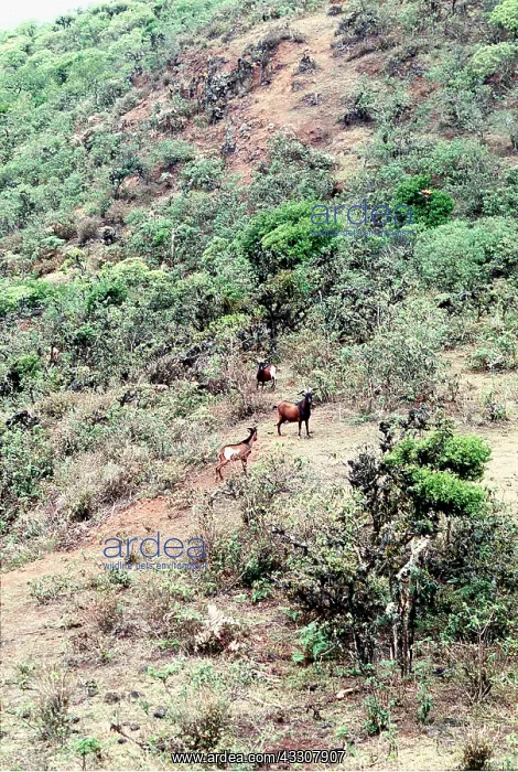 : FERAL GOATS - aerial of herd : FERAL GOATS - aerial of herd