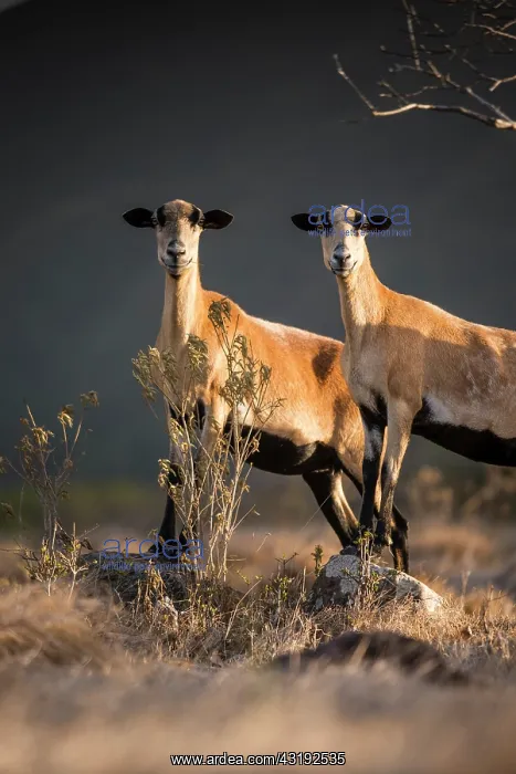 : Feral goats (Capra hircus) - Montserrat island : Feral goats (Capra hircus) - Montserrat island