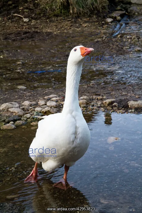 : Feral Goose - in a farmyard puddle : Feral Goose - in a farmyard puddle