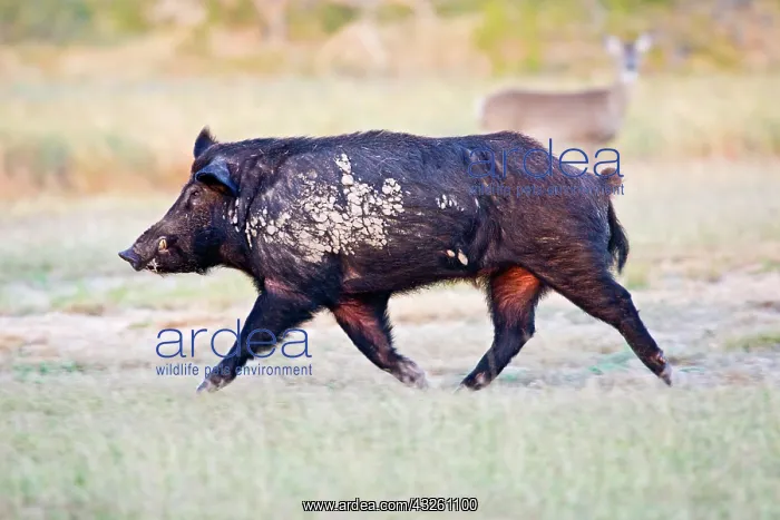  : Feral Hog (Sus scrofa) male (boar) running
