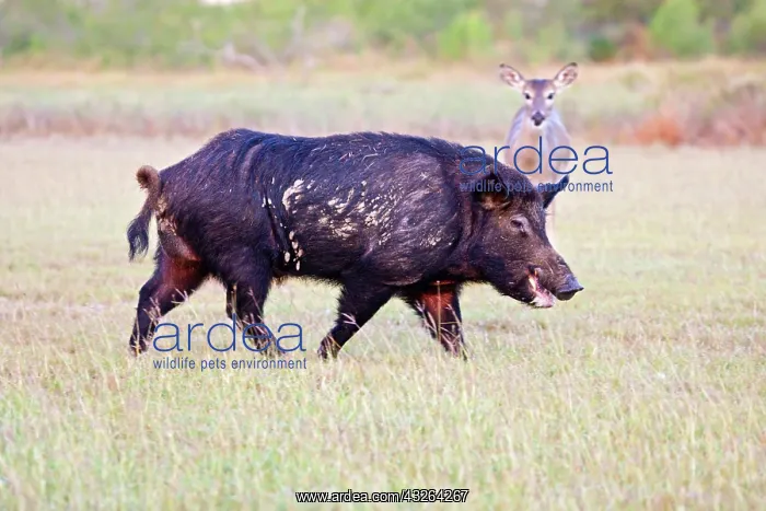 : Feral Hog (Sus scrofa) male (boar) running : Feral Hog (Sus scrofa) male (boar) running