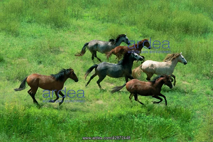 : Feral Horses / Brumbies : Feral Horses / Brumbies