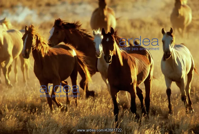 : Feral horses - brumbies : Feral horses - brumbies