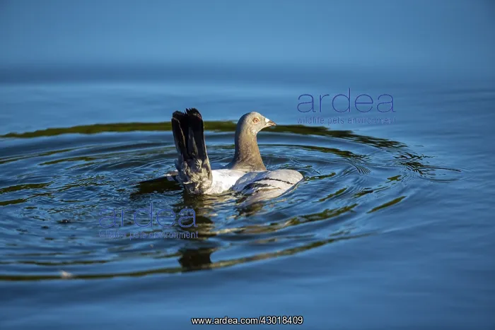 : Feral Pidgeon - bathing in pond, North Hessen, Germany : Feral Pidgeon - bathing in pond, North Hessen, Germany