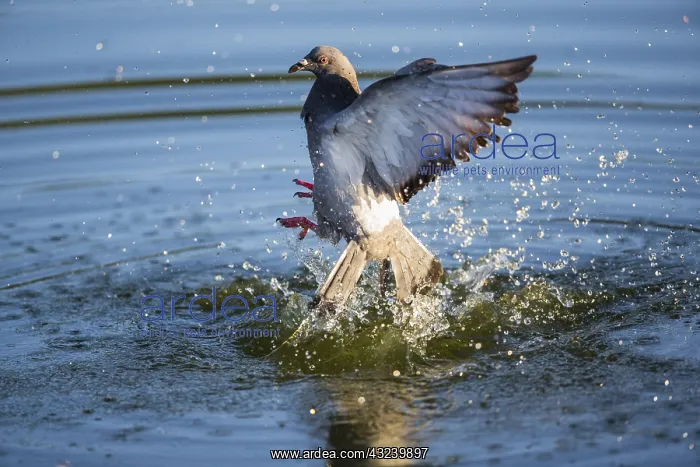 : Feral Pidgeon - emerging out of water after bathing : Feral Pidgeon - emerging out of water after bathing