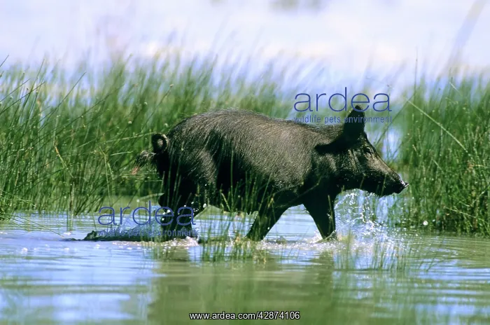: Feral Pig - Walking through water : Feral Pig - Walking through water