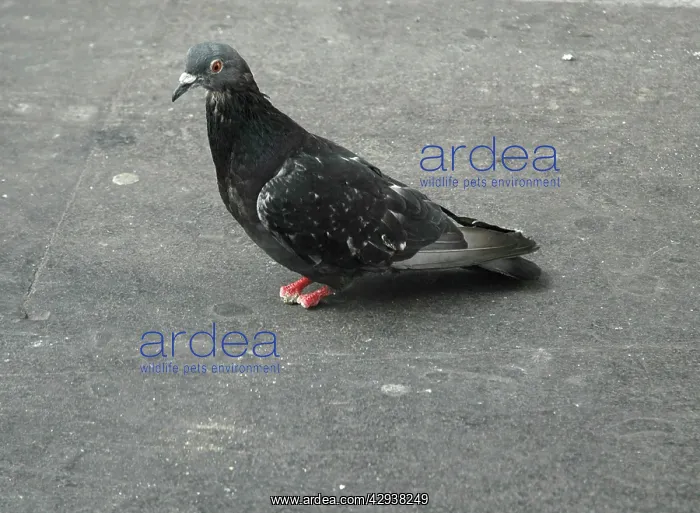  : Feral Pigeon