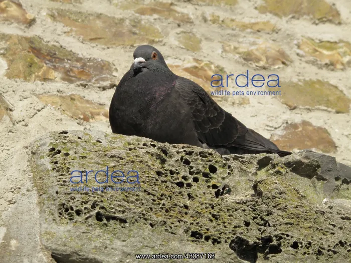 : Feral pigeon : Feral pigeon