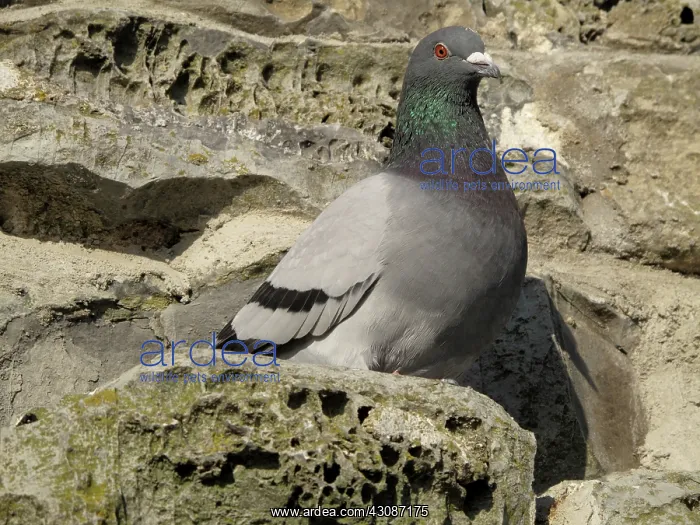 : Feral pigeon : Feral pigeon