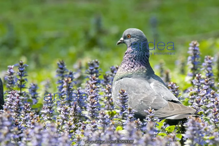 : Feral Pigeon in flower Ain France : Feral Pigeon in flower Ain France