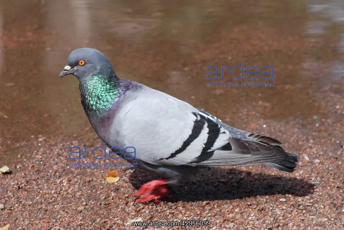 : Feral Pigeon walking : Feral Pigeon walking
