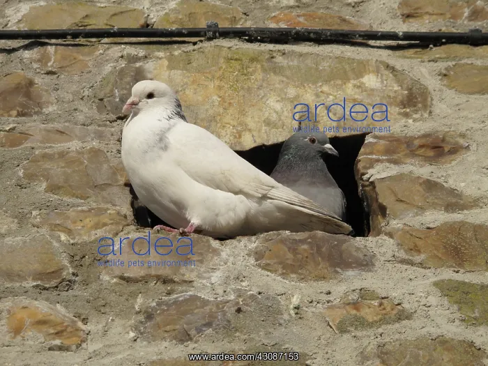 : Feral pigeons : Feral pigeons