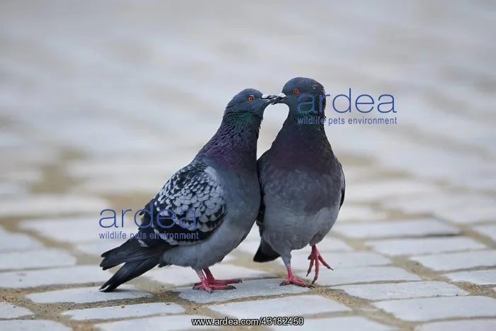 : Feral pigeons (Columba livia domestica), Regensburg : Feral pigeons (Columba livia domestica), Regensburg