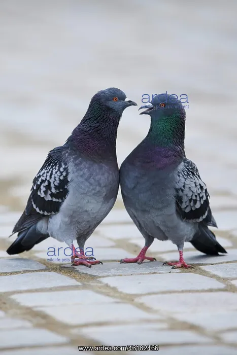 : Feral pigeons (Columba livia domestica), Regensburg : Feral pigeons (Columba livia domestica), Regensburg