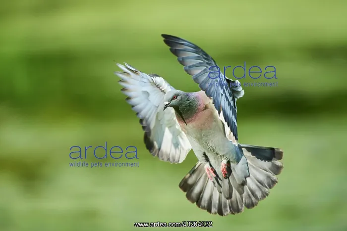 : Feral pigeons (Columba livia domestica) or city : Feral pigeons (Columba livia domestica) or city