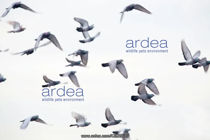 : Feral Pigeons - in flight : Feral Pigeons - in flight