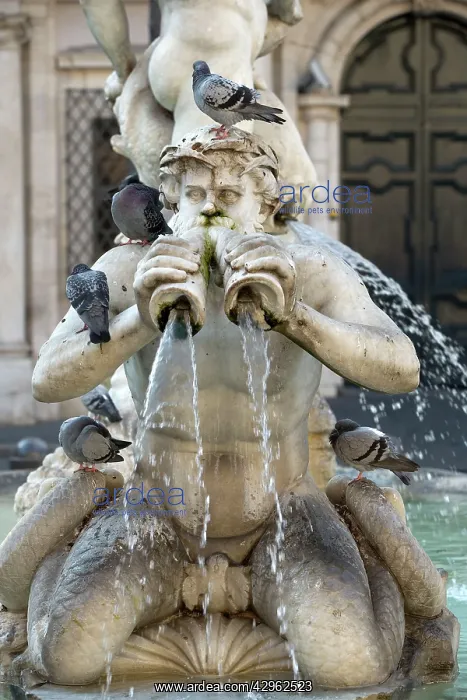 : Feral Pigeons - standing on fountains : Feral Pigeons - standing on fountains