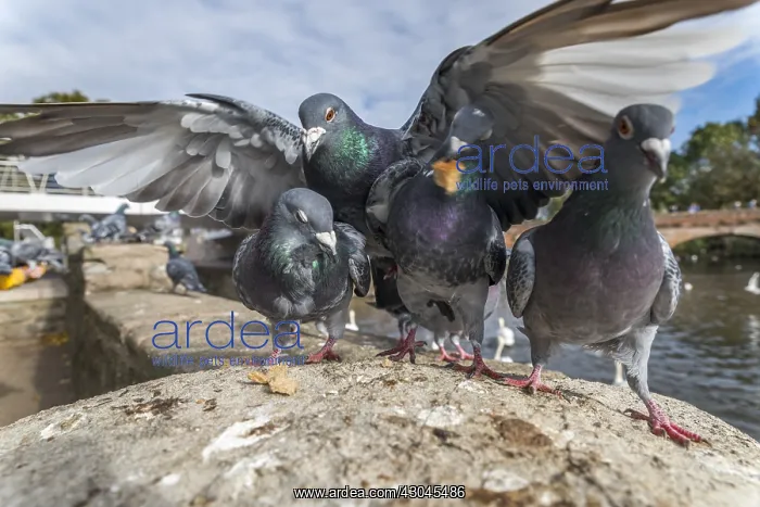 : Feral Pigeons - Warwickshire - UK : Feral Pigeons - Warwickshire - UK