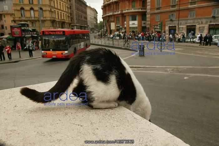 : Feral / Urban / Stray Cat : Feral / Urban / Stray Cat