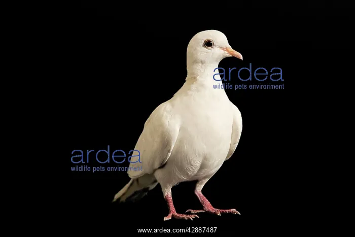 : Feral / Urban / Town / Rock PIGEONS / Rock Dove : Feral / Urban / Town / Rock PIGEONS / Rock Dove