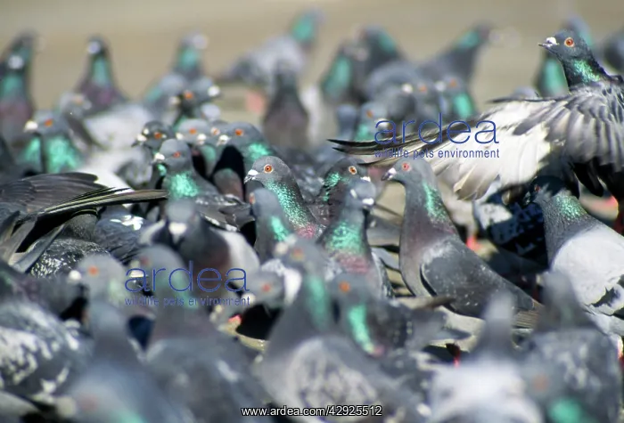 : Feral / Urban / Town / Rock PIGEONS / Rock Dove : Feral / Urban / Town / Rock PIGEONS / Rock Dove