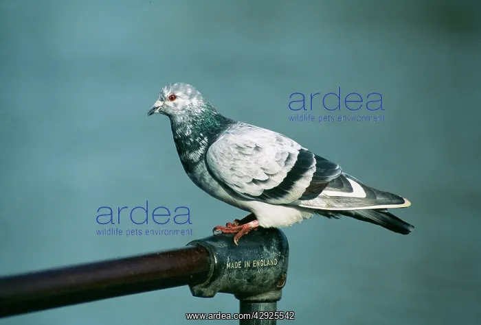 : Feral / Urban / Town / Rock PIGEONS / Rock Dove : Feral / Urban / Town / Rock PIGEONS / Rock Dove