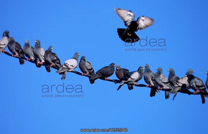 : Feral / Urban / Town / Rock PIGEONS / Rock Dove : Feral / Urban / Town / Rock PIGEONS / Rock Dove